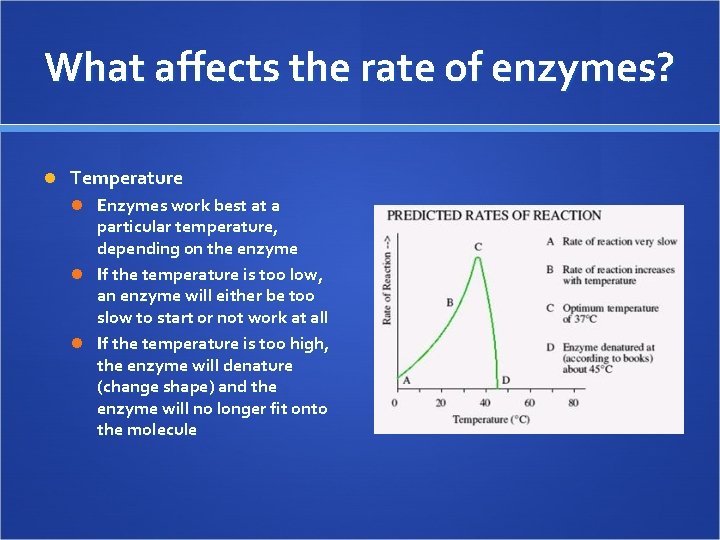 What affects the rate of enzymes? Temperature Enzymes work best at a particular temperature,