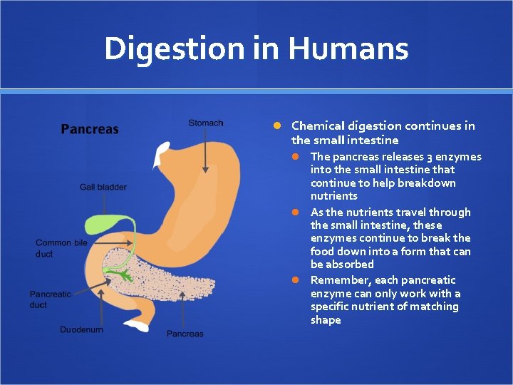 Digestion in Humans Chemical digestion continues in the small intestine The pancreas releases 3