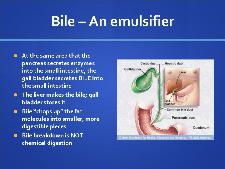 Bile – An emulsifier At the same area that the pancreas secretes enzymes into