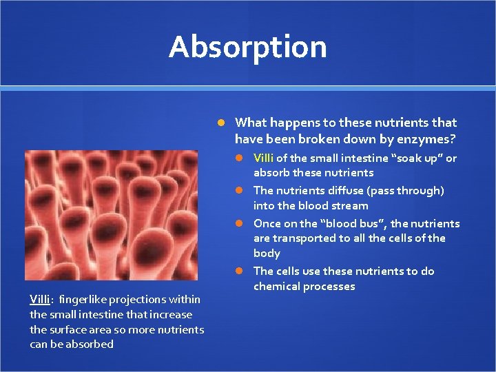 Absorption What happens to these nutrients that have been broken down by enzymes? Villi