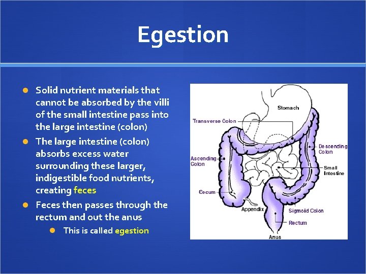 Egestion Solid nutrient materials that cannot be absorbed by the villi of the small