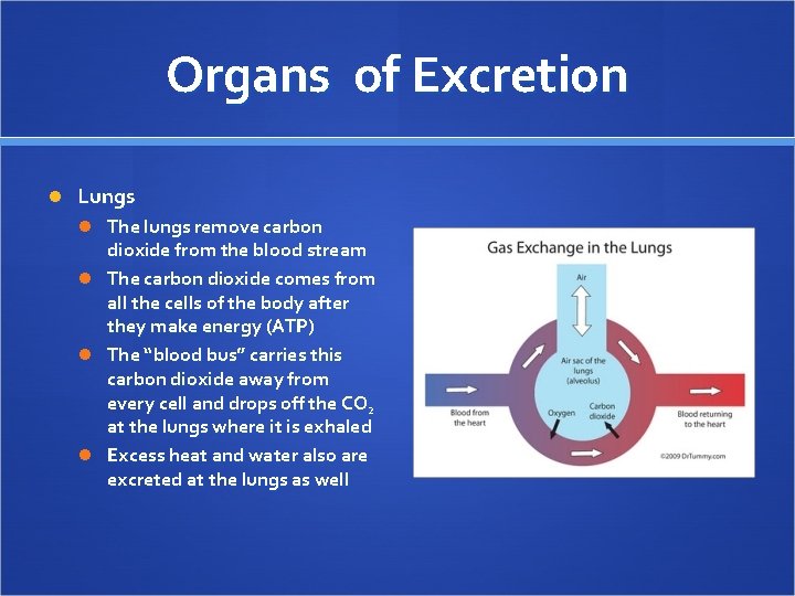 Organs of Excretion Lungs The lungs remove carbon dioxide from the blood stream The