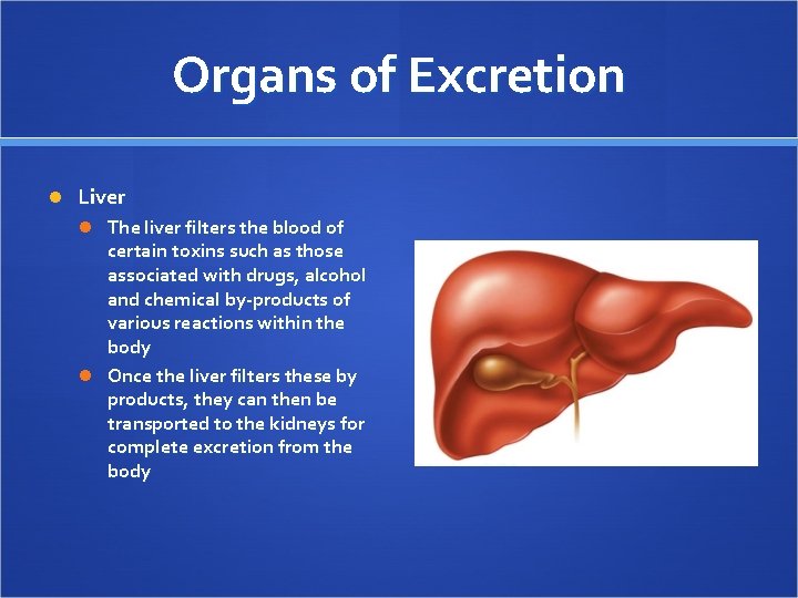 Organs of Excretion Liver The liver filters the blood of certain toxins such as