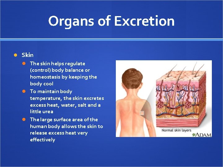 Organs of Excretion Skin The skin helps regulate (control) body balance or homeostasis by