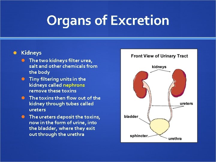 Organs of Excretion Kidneys The two kidneys filter urea, salt and other chemicals from