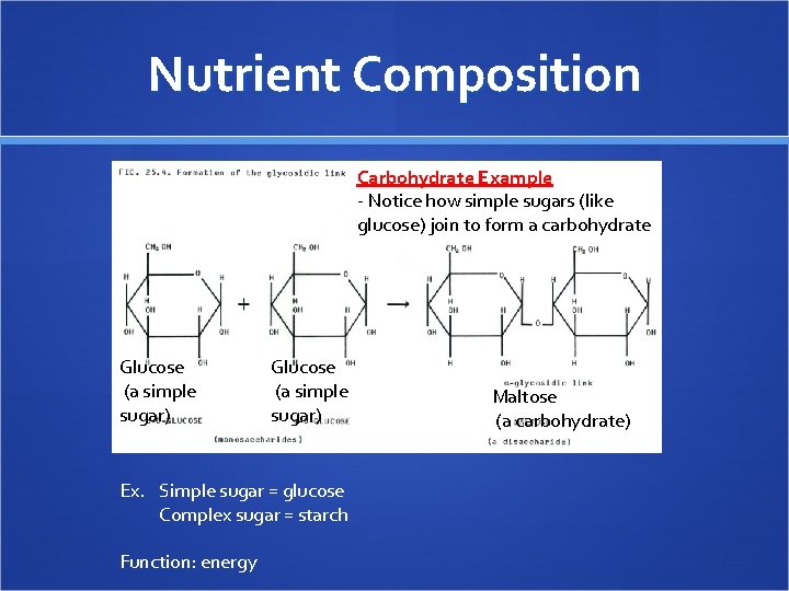 Nutrient Composition Carbohydrate Example - Notice how simple sugars (like glucose) join to form