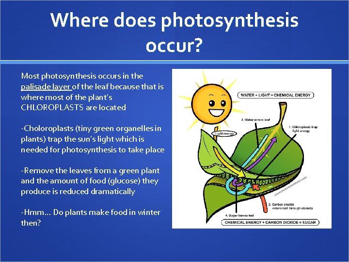 Where does photosynthesis occur? Most photosynthesis occurs in the palisade layer of the leaf