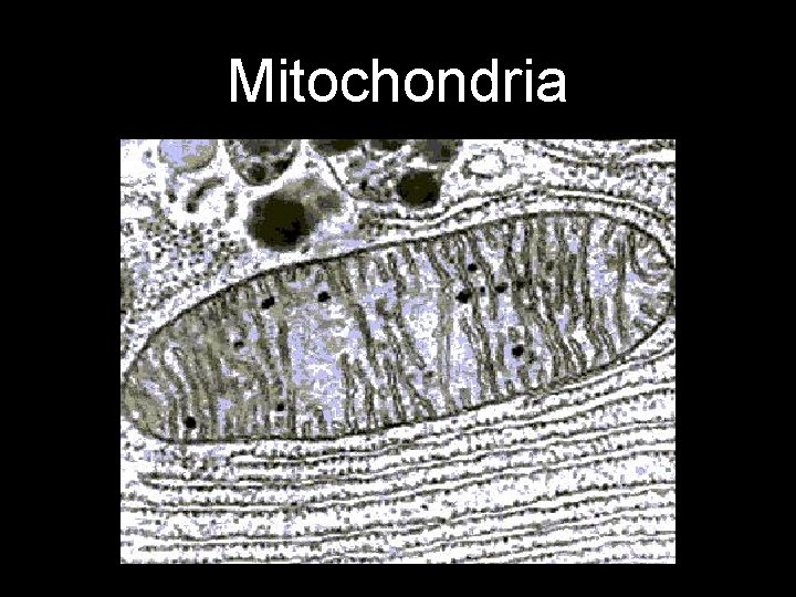 Mitochondria 