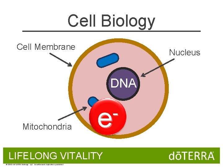 Cell Biology Cell Membrane Nucleus DNA Mitochondria e LIFELONG VITALITY © 2010 dōTERRA Holdings,