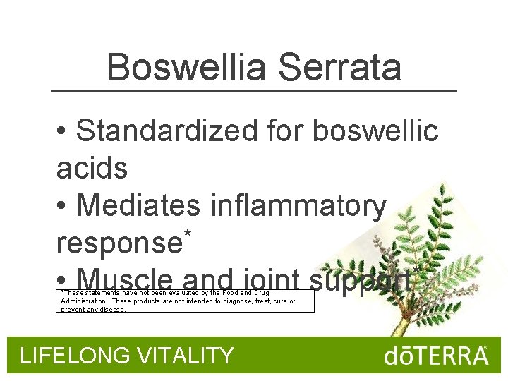 Boswellia Serrata • Standardized for boswellic acids • Mediates inflammatory response* • Muscle and