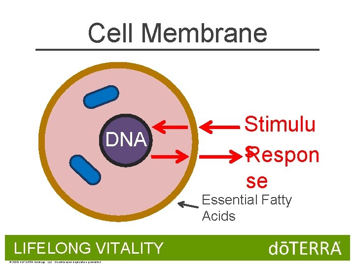 Cell Membrane DNA Stimulu s. Respon se Essential Fatty Acids LIFELONG VITALITY © 2010