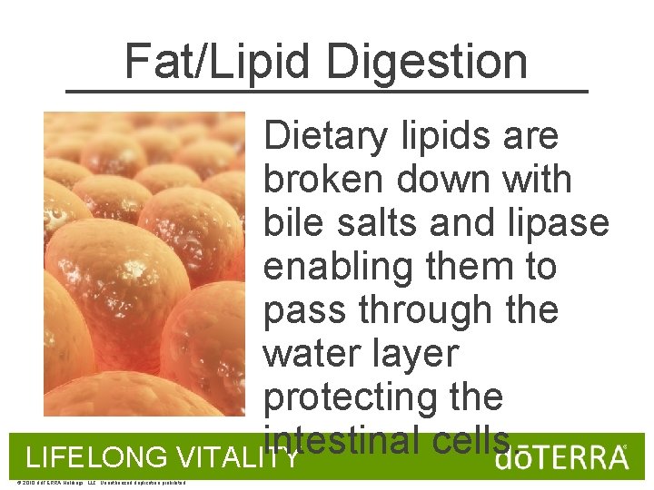 Fat/Lipid Digestion Dietary lipids are broken down with bile salts and lipase enabling them