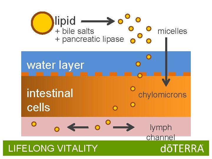 lipid + bile salts + pancreatic lipase micelles water layer intestinal cells chylomicrons lymph