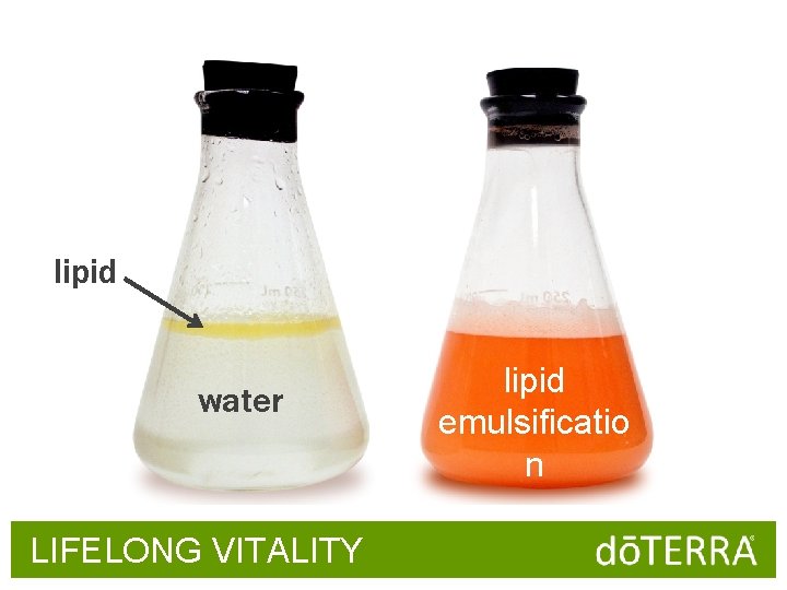 lipid water LIFELONG VITALITY lipid emulsificatio n 