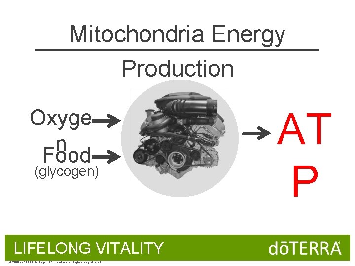 Mitochondria Energy Production Oxyge n Food (glycogen) LIFELONG VITALITY © 2010 dōTERRA Holdings, LLC,