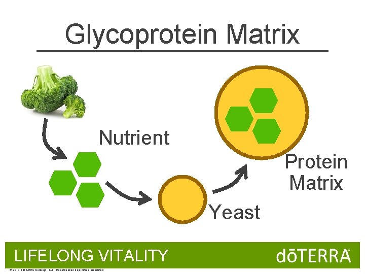 Glycoprotein Matrix Nutrient Protein Matrix Yeast LIFELONG VITALITY © 2010 dōTERRA Holdings, LLC, Unauthorized