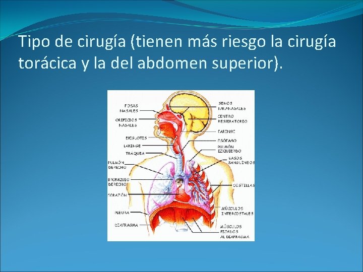 Tipo de cirugía (tienen más riesgo la cirugía torácica y la del abdomen superior). Tipo de cirugía (tienen más riesgo la cirugía torácica y la del abdomen superior).