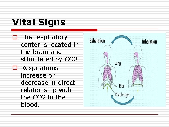 Vital Signs o The respiratory center is located in the brain and stimulated by