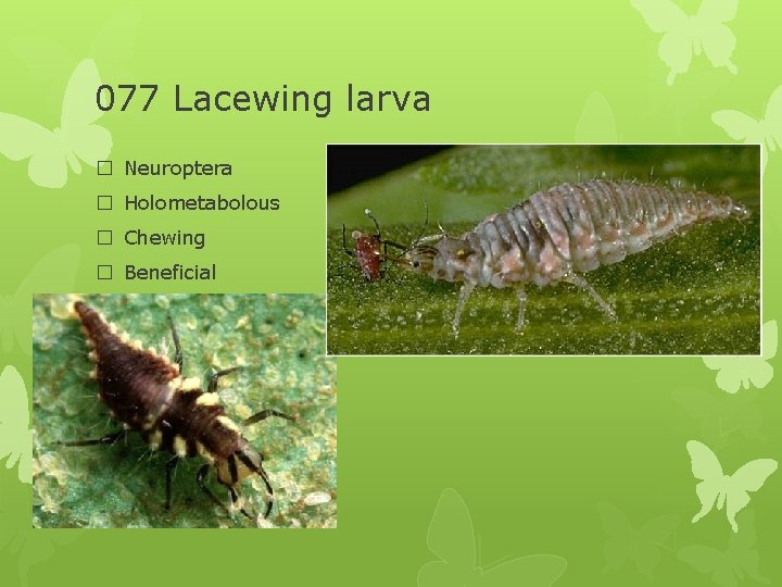 077 Lacewing larva � Neuroptera � Holometabolous � Chewing � Beneficial 