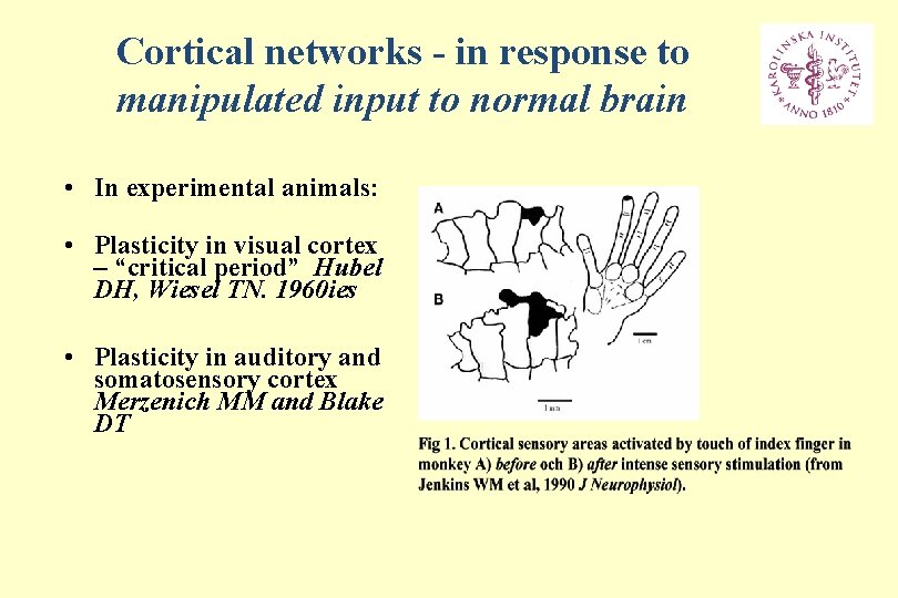 Cortical networks - in response to manipulated input to normal brain • In experimental