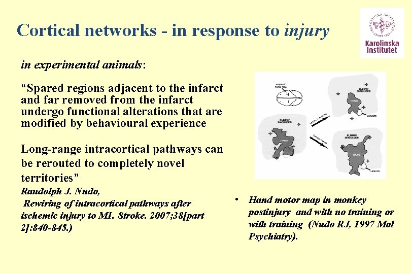 Cortical networks - in response to injury in experimental animals: “Spared regions adjacent to