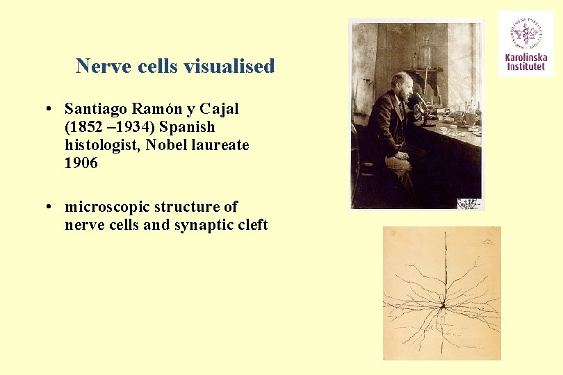 Nerve cells visualised • Santiago Ramón y Cajal (1852 – 1934) Spanish histologist, Nobel