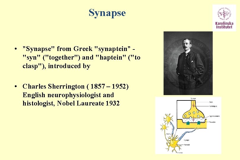 Synapse • ”Synapse" from Greek "synaptein” "syn" ("together") and "haptein" ("to clasp"), introduced by