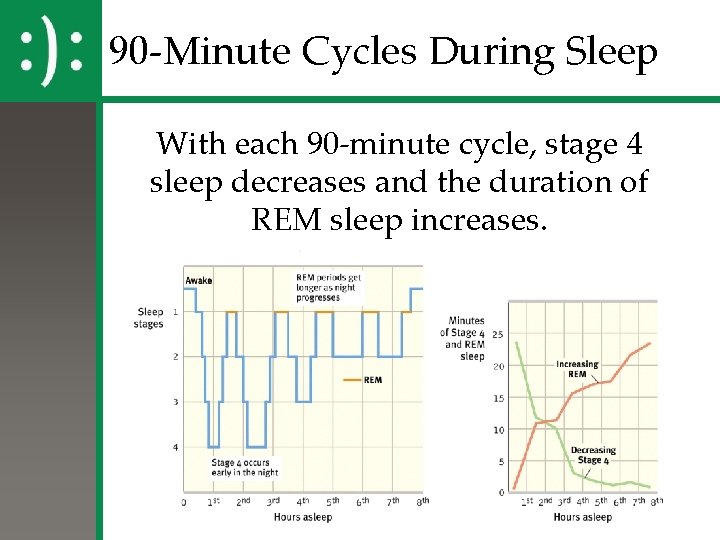 90 -Minute Cycles During Sleep With each 90 -minute cycle, stage 4 sleep decreases 90 -Minute Cycles During Sleep With each 90 -minute cycle, stage 4 sleep decreases