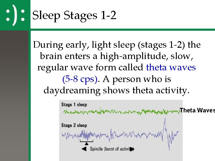 Sleep Stages 1 -2 During early, light sleep (stages 1 -2) the brain enters Sleep Stages 1 -2 During early, light sleep (stages 1 -2) the brain enters