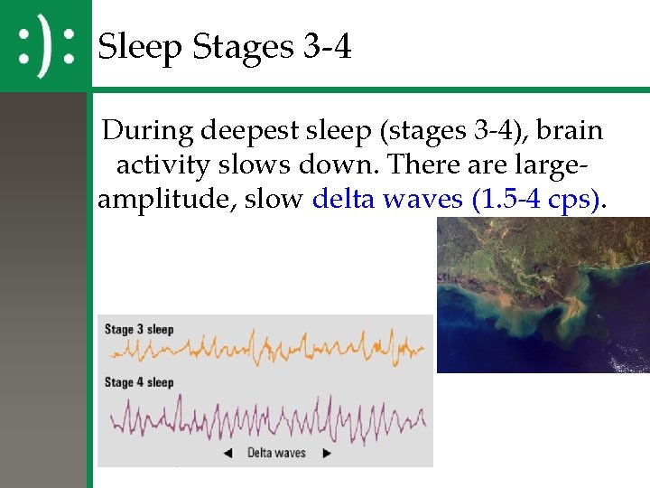 Sleep Stages 3 -4 During deepest sleep (stages 3 -4), brain activity slows down. Sleep Stages 3 -4 During deepest sleep (stages 3 -4), brain activity slows down.