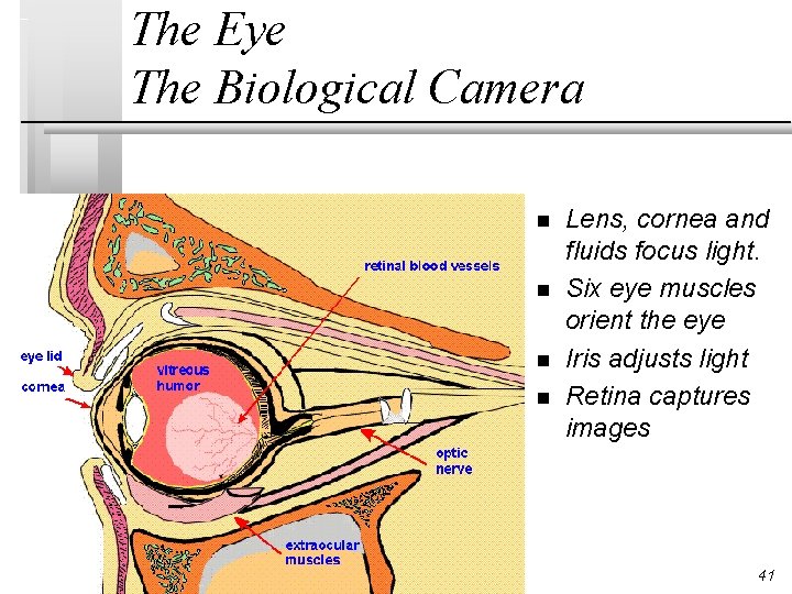 The Eye The Biological Camera n n Lens, cornea and fluids focus light. Six