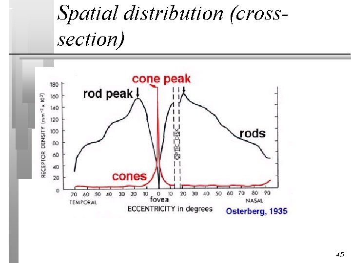 Spatial distribution (crosssection) 45 