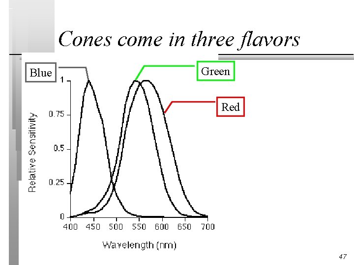 Cones come in three flavors Blue Green Red 47 