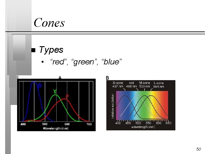 Cones n Types • “red”, “green”, “blue” 50 