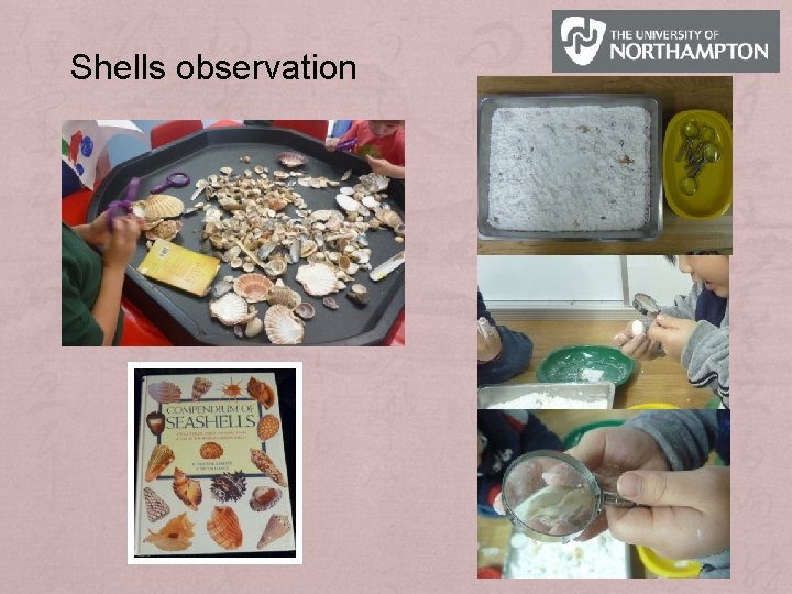 Shells observation 