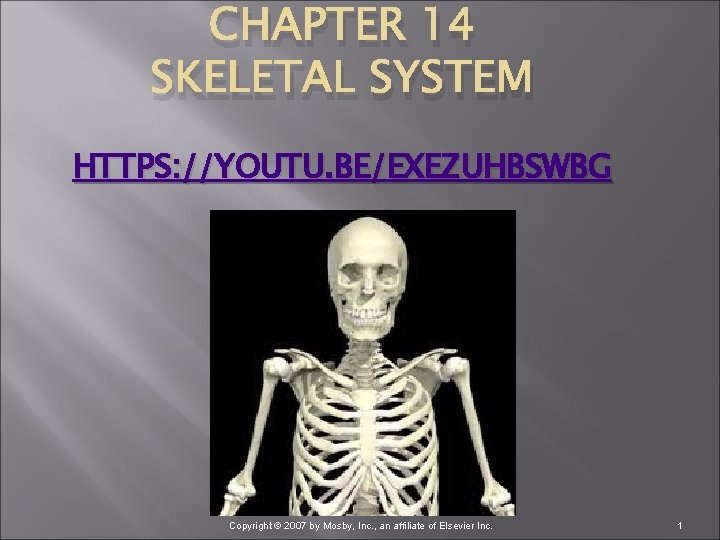 CHAPTER 14 SKELETAL SYSTEM HTTPS: //YOUTU. BE/EXEZUHBSWBG Copyright © 2007 by Mosby, Inc. ,