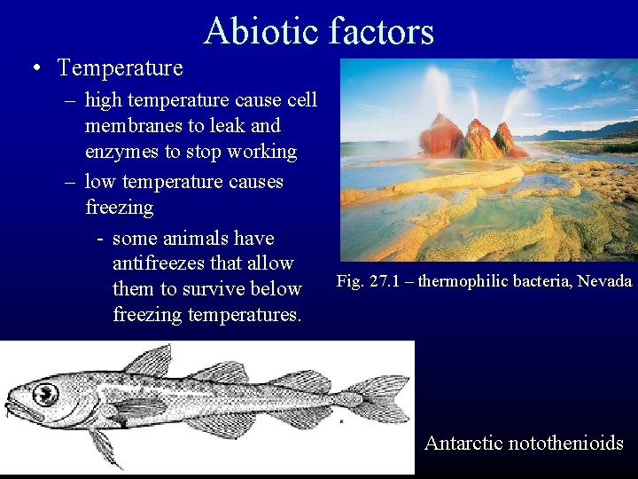  • Temperature Abiotic factors – high temperature cause cell membranes to leak and