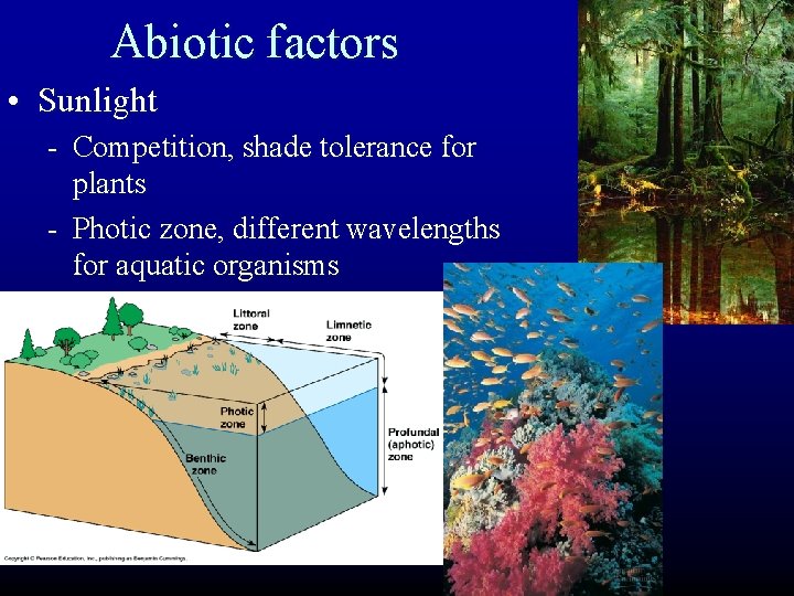 Abiotic factors • Sunlight - Competition, shade tolerance for plants - Photic zone, different