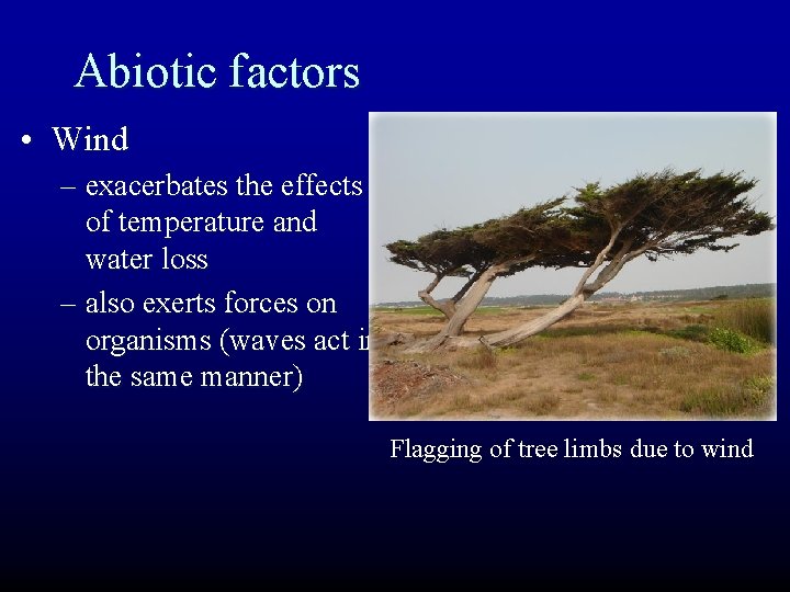 Abiotic factors • Wind – exacerbates the effects of temperature and water loss –