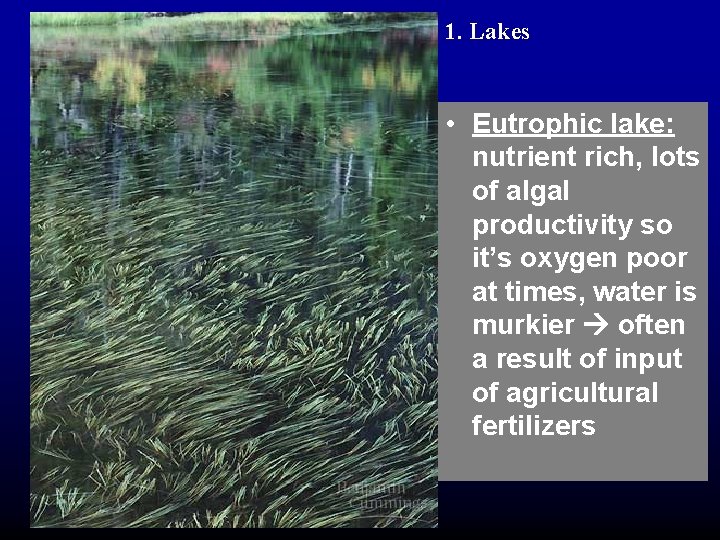 1. Lakes • Eutrophic lake: nutrient rich, lots of algal productivity so it’s oxygen