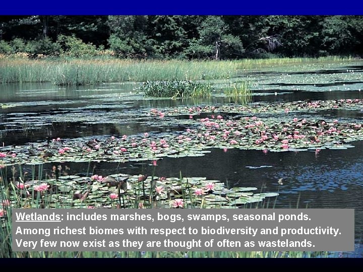 Wetlands: includes marshes, bogs, swamps, seasonal ponds. Among richest biomes with respect to biodiversity