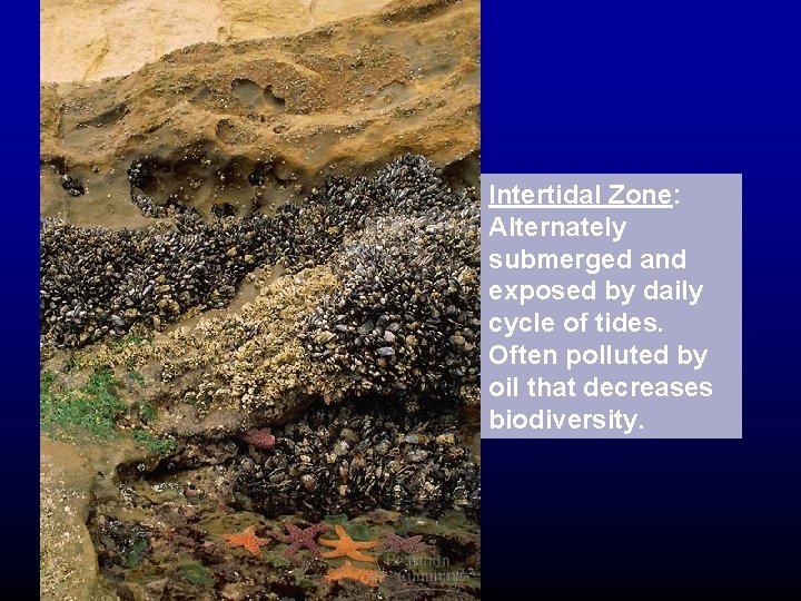 Intertidal Zone: Alternately submerged and exposed by daily cycle of tides. Often polluted by