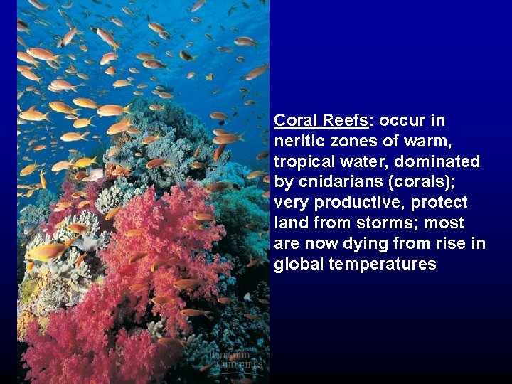 Coral Reefs: occur in neritic zones of warm, tropical water, dominated by cnidarians (corals);