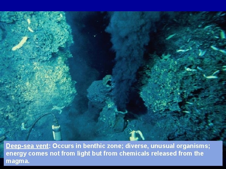 Deep-sea vent: Occurs in benthic zone; diverse, unusual organisms; energy comes not from light