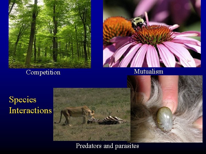 Competition Mutualism Species Interactions Predators and parasites 