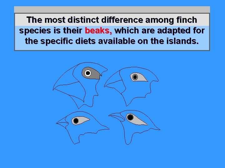 The most distinct difference among finch species is their beaks, which are adapted for