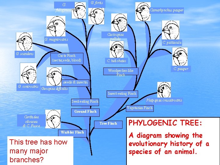 G. fortis G. fuliginosa Camarhynchus pauper Cactospiza pallida G. magnirostris G. scandens Cacts Finch