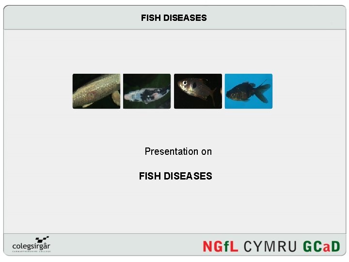 FISH DISEASES Presentation on FISH DISEASES 