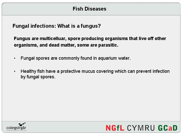 Fish Diseases Fungal infections: What is a fungus? Fungus are multicelluar, spore producing organisms
