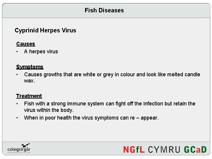 Fish Diseases Cyprinid Herpes Virus Causes • A herpes virus Symptoms • Causes growths